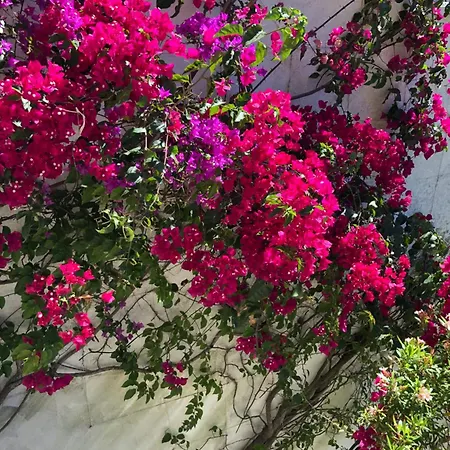 Villa Genies Boutique Algarve *